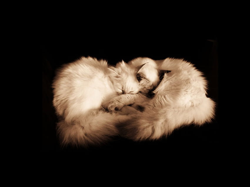 Birman Cat Hd Wallpaper Pxfuel