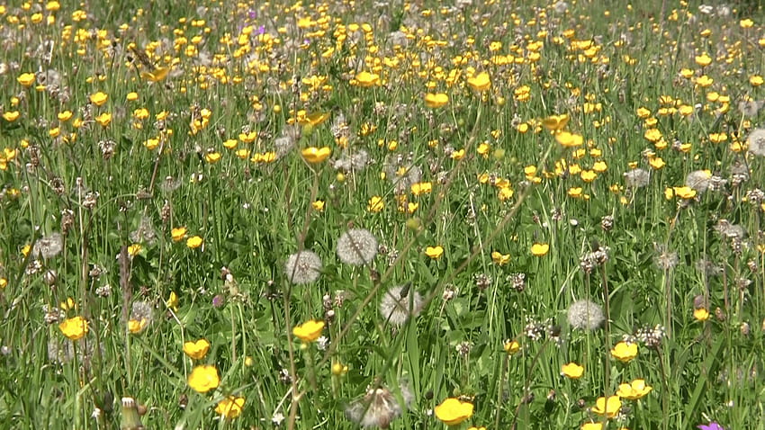 Field With White And Yellow Wildflowers Stock Video Footage White