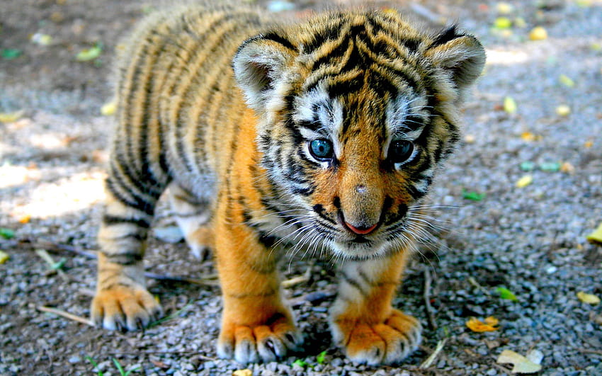 Cute Tiger Cute Tigers Hd Wallpaper Pxfuel