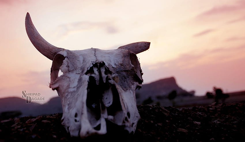 Cow Skull Backgrounds Hd Wallpaper Pxfuel