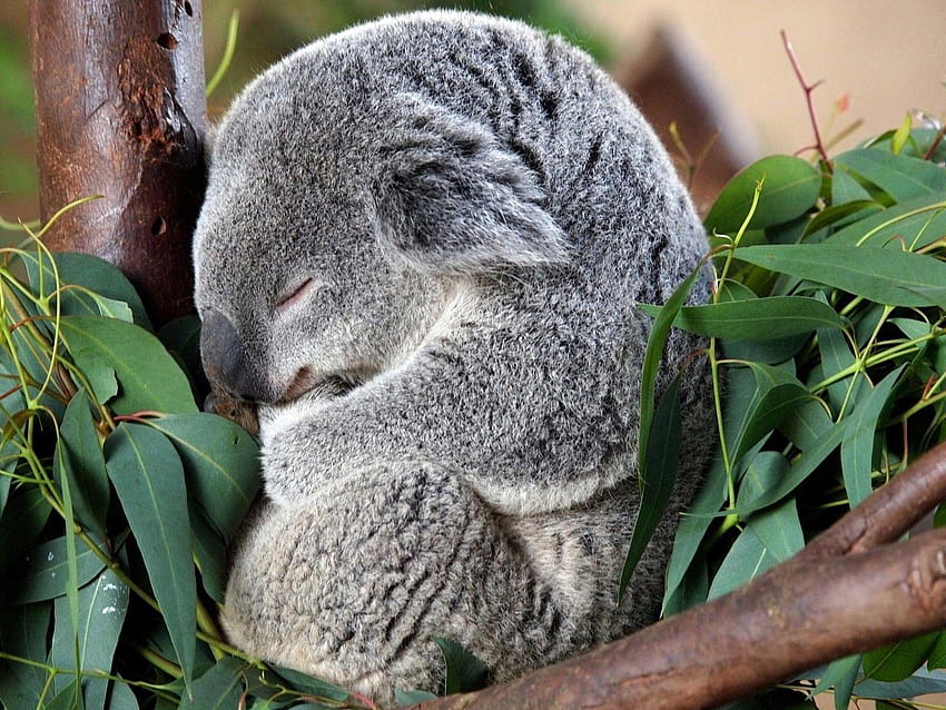 Koalas Hd Wallpaper Pxfuel