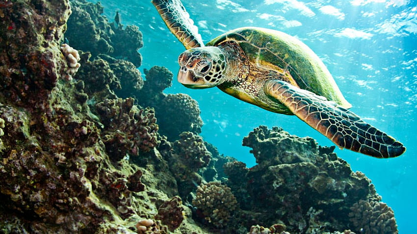 Turtle Tortoise Underwater Ocean Turtles In The Ocean HD Wallpaper