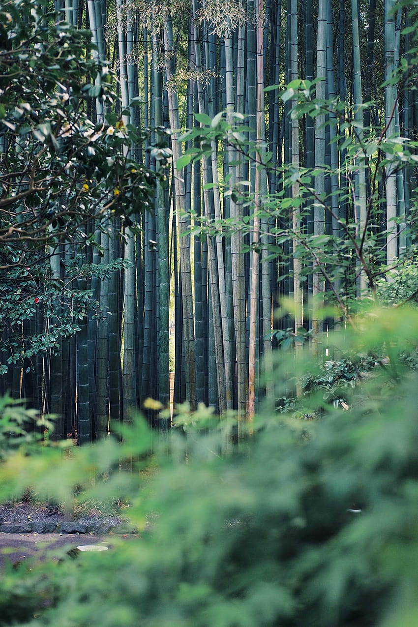 Bamboo Forest Bamboo Trees Forest HD Phone Wallpaper Pxfuel