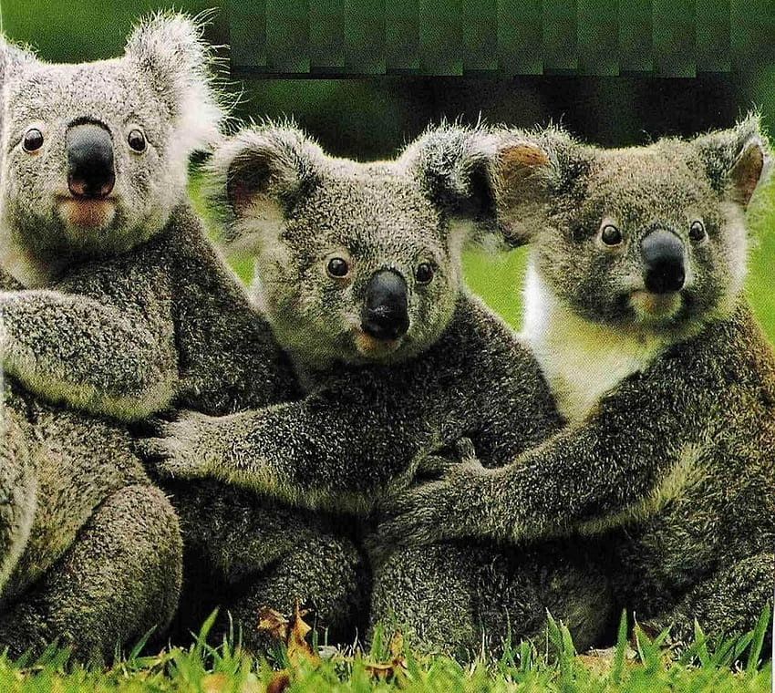 Australia Koala Australia Fanpop Koalas HD Wallpaper Pxfuel