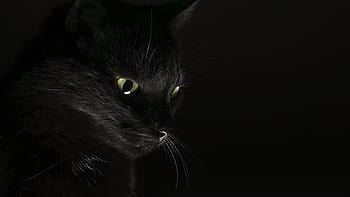 Baixar Gato Preto Cu Nuvens Papis De Parede Grtis Na Gato Preto Hd