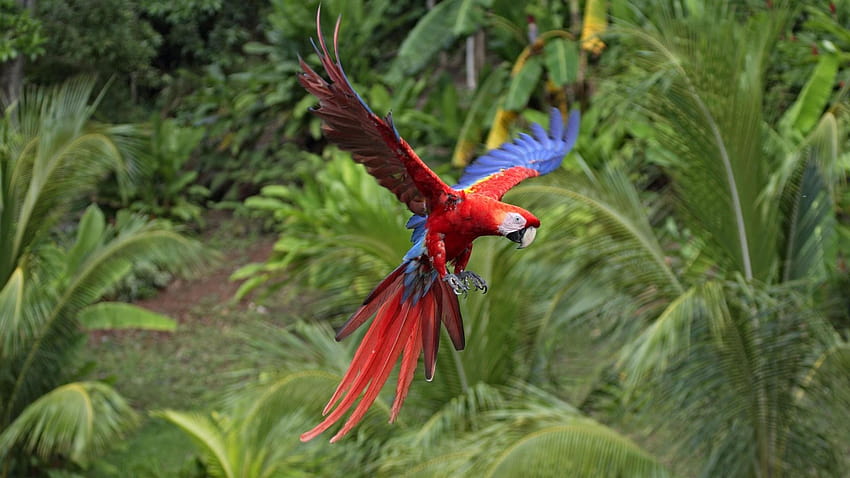 Macaw Scarlet Macaws Birds Flight Parrots HD Wallpaper Pxfuel