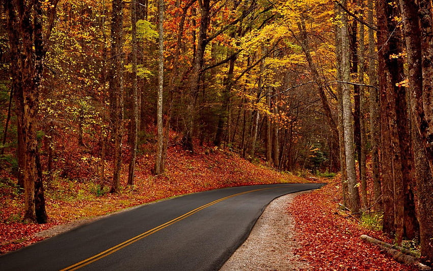 Autumn Leaves Forest Road HD Wallpaper Pxfuel