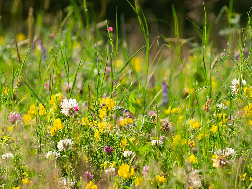 Wildflower Meadows White And Yellow Meadow Wildflowers HD Wallpaper