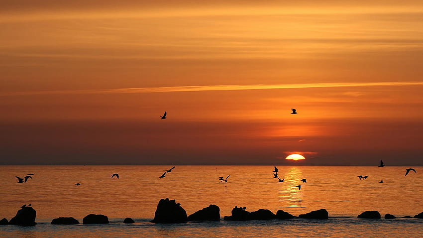 Group Of Sunset Birds Sea Amazing Sea Sunset HD Wallpaper Pxfuel