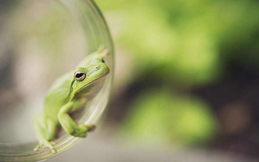 Tree Frog Frogs HD Wallpaper Pxfuel