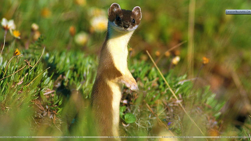 Least Weasel Hd Wallpaper Pxfuel