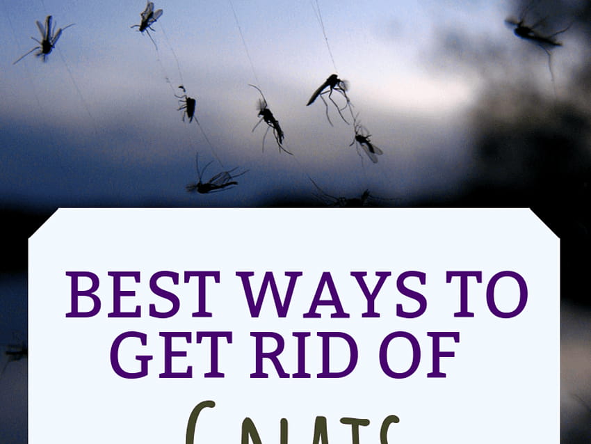 What Causes Gnats And How To Get Rid Of Them HD Wallpaper Pxfuel