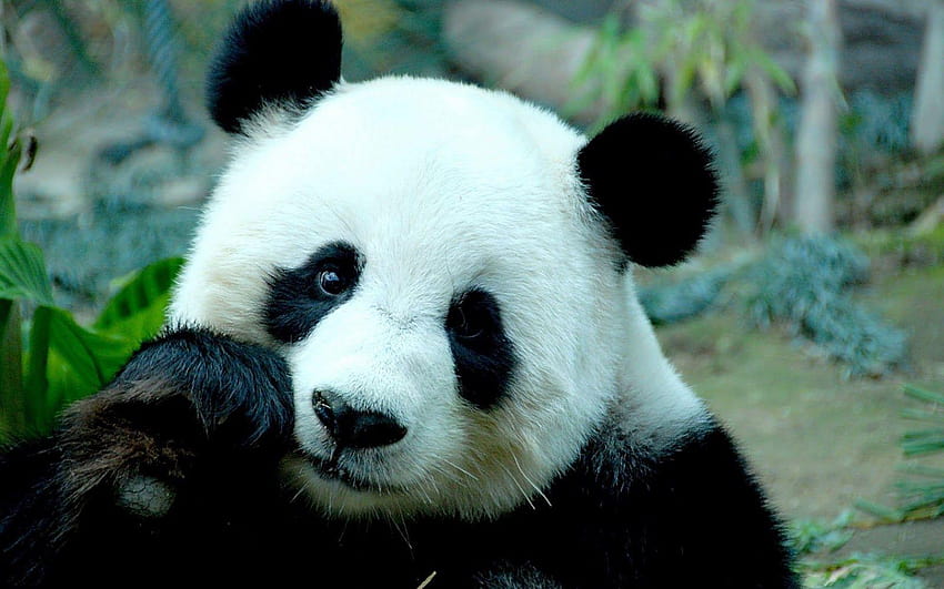 Panda Bears Hd Wallpaper Pxfuel