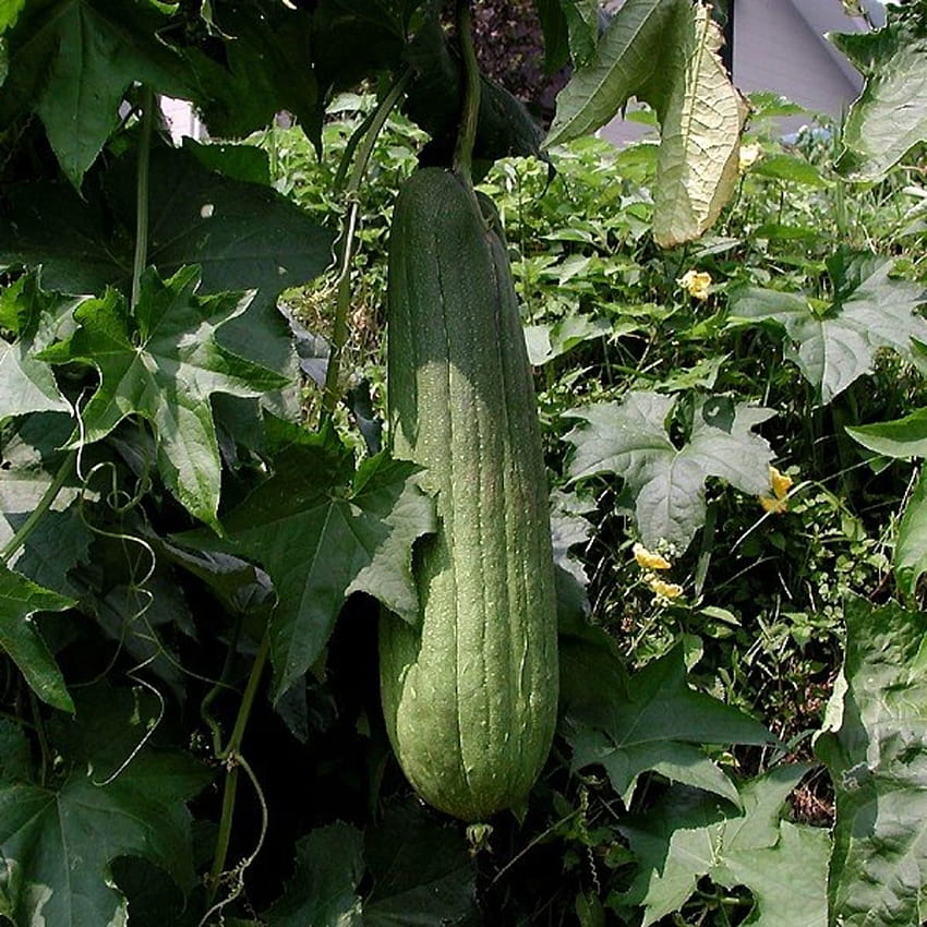 How To Grow Luffa To Make Your Own Sponges HD Phone Wallpaper Pxfuel