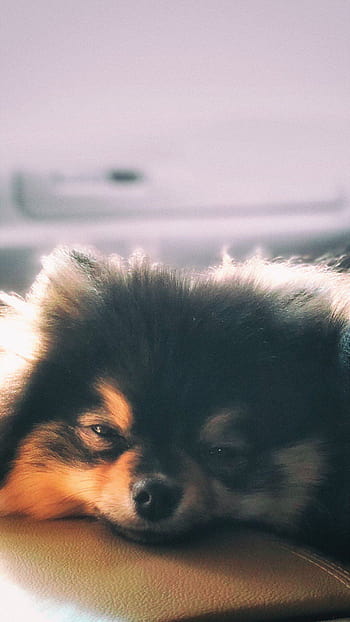 Yeontan Hd Wallpapers Pxfuel