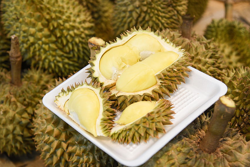 Durian Fruit Hd Wallpaper Pxfuel