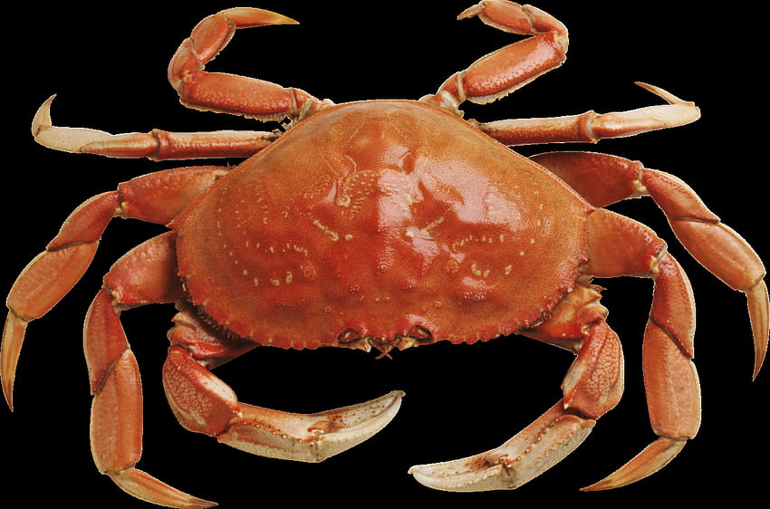 Most Viewed Crab Hd Wallpaper Pxfuel