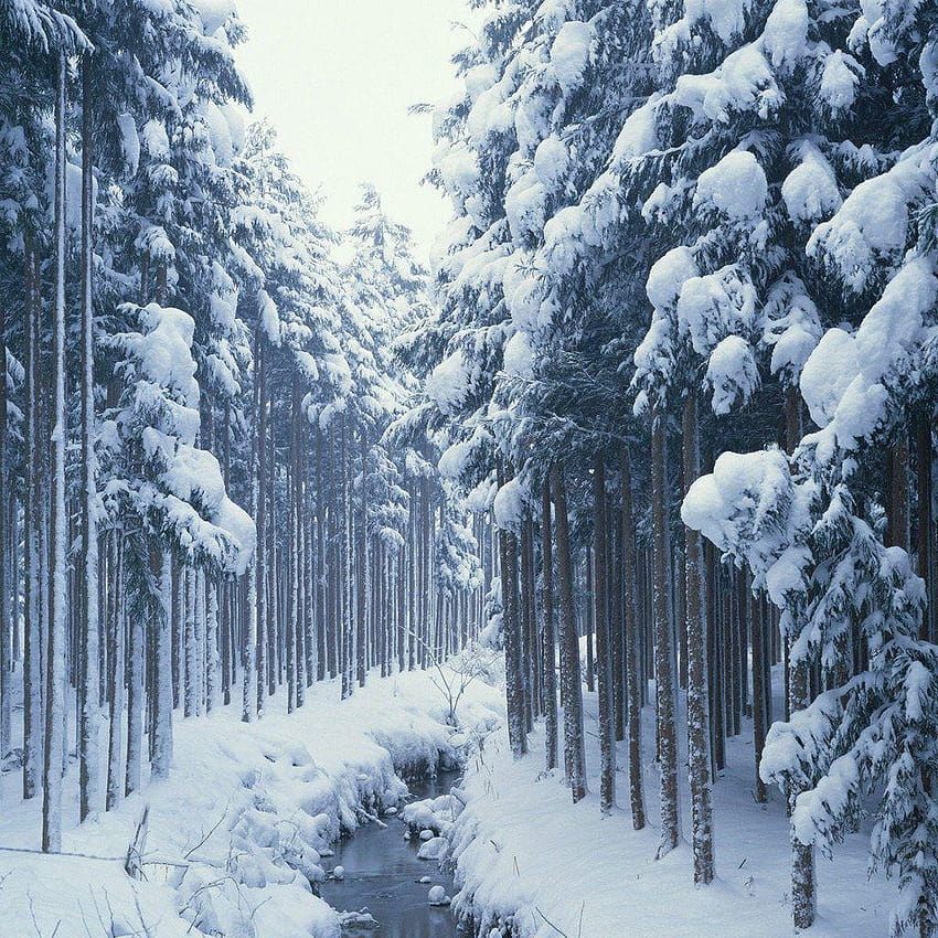 For IPad Winter Snow Forest HD Phone Wallpaper Pxfuel