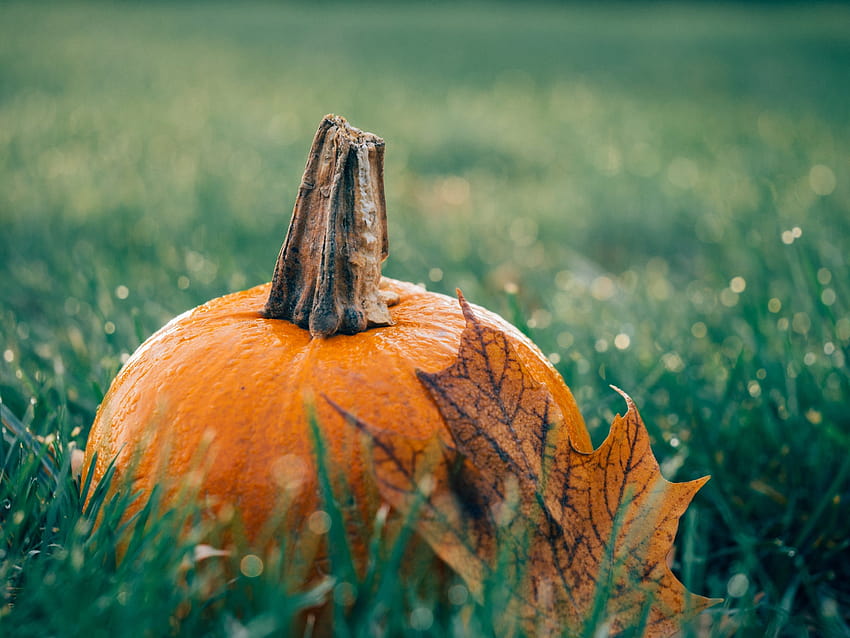 20 Beautiful And Cozy Fall Computer Backgrounds Cozy Autumn Computer