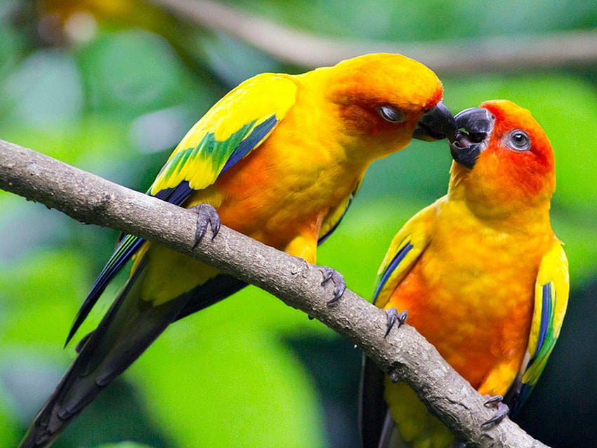 Love Birds Beautiful Beautiful Of Love Birds Hd Wallpaper