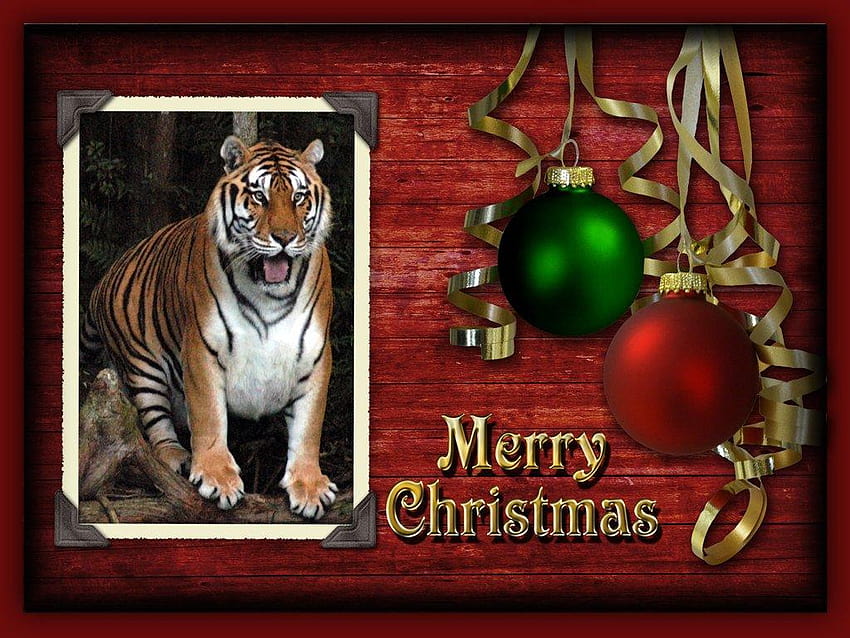 Christmas Tiger Christmas Tigers Hd Wallpaper Pxfuel