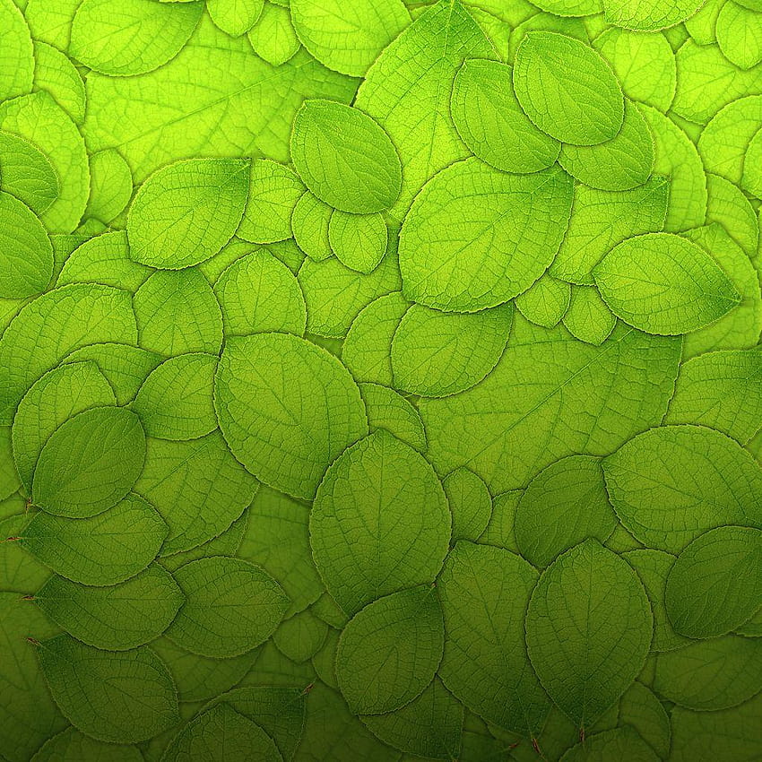 Leaves Greenleaf HD Phone Wallpaper Pxfuel