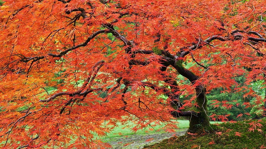 Portland Japanese Garden Hd Wallpaper Pxfuel