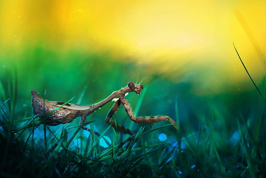 Best Praying Mantis HD Wallpaper Pxfuel