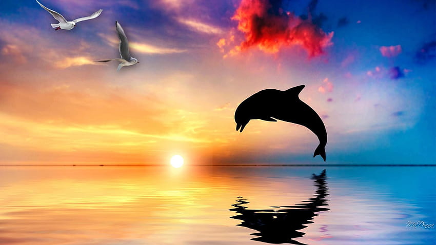 Bottlenose Dolphins 4 HD Wallpaper Pxfuel