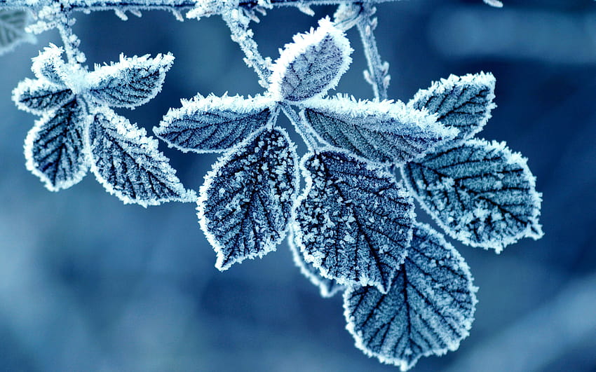 Cold Winter Morning Frost Leaves Morning Winter HD Wallpaper Pxfuel