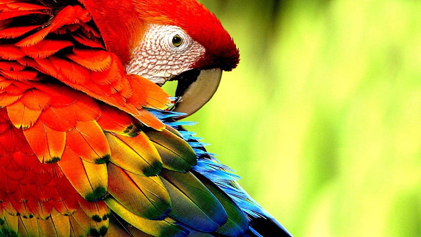 Macaw Parrot Bird Tropical Macaws HD Wallpaper Pxfuel