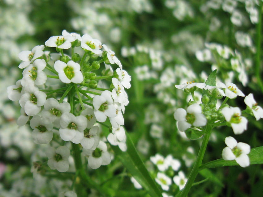 Flower Greenery Field South India Scenery White Ooty Nature Landscape