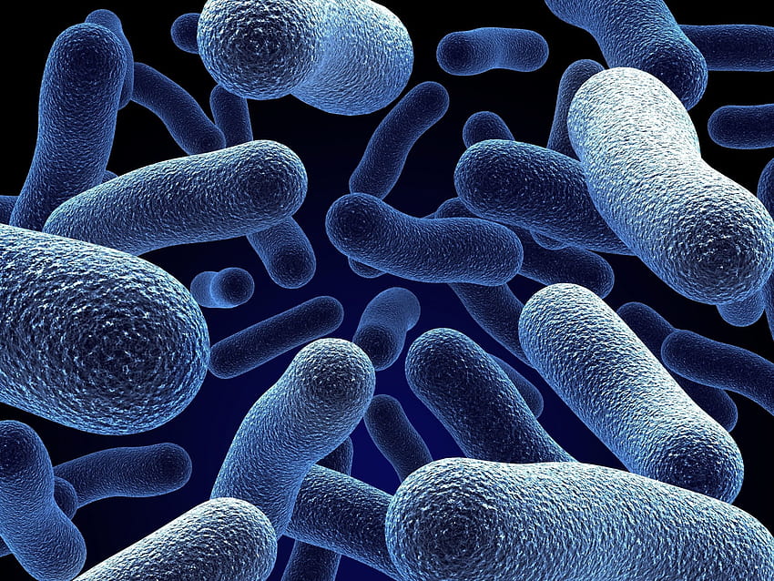 Bacteria Hd Wallpaper Pxfuel