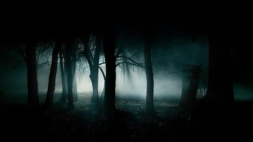 Forest At Night Hd Wallpaper Pxfuel