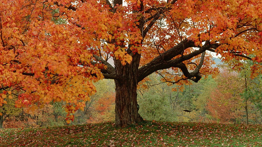 7 Fall Tree Cute Autumn Tree HD Wallpaper Pxfuel