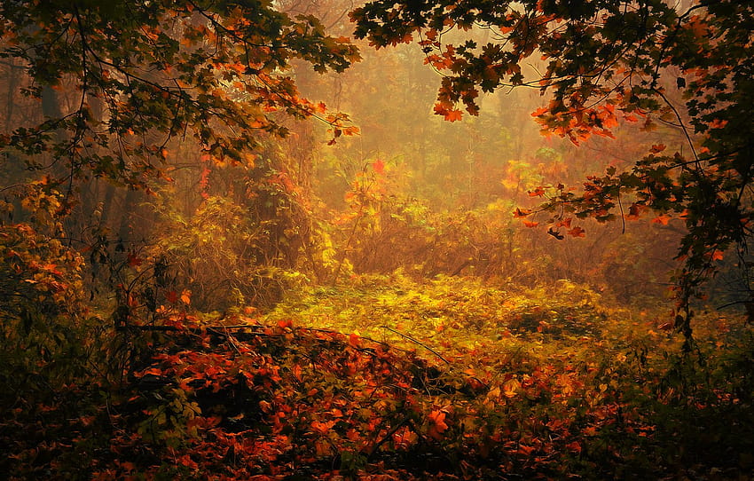 Autumn forest digital painting section природа autumn forest