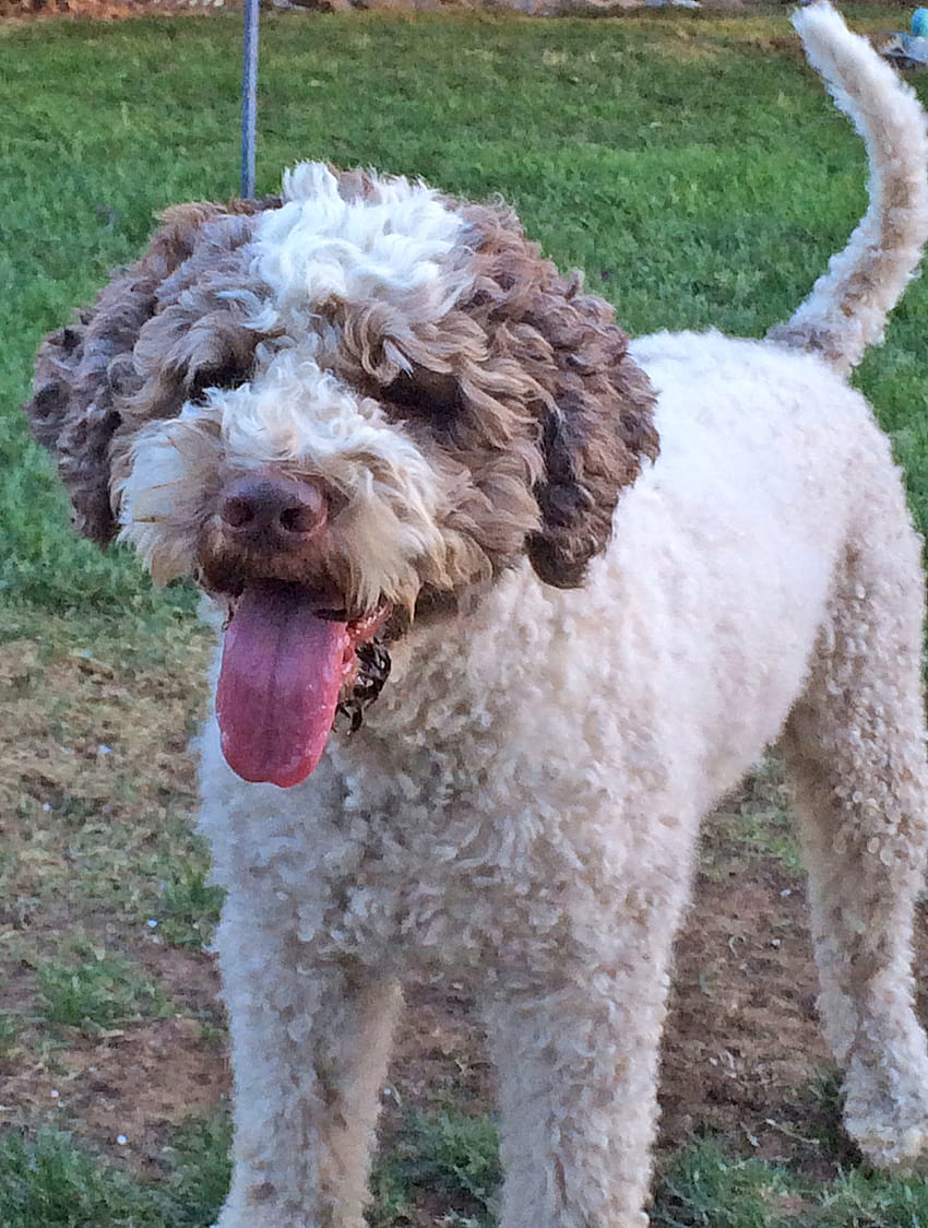 More Lagotto Romagnolo HD Phone Wallpaper Pxfuel