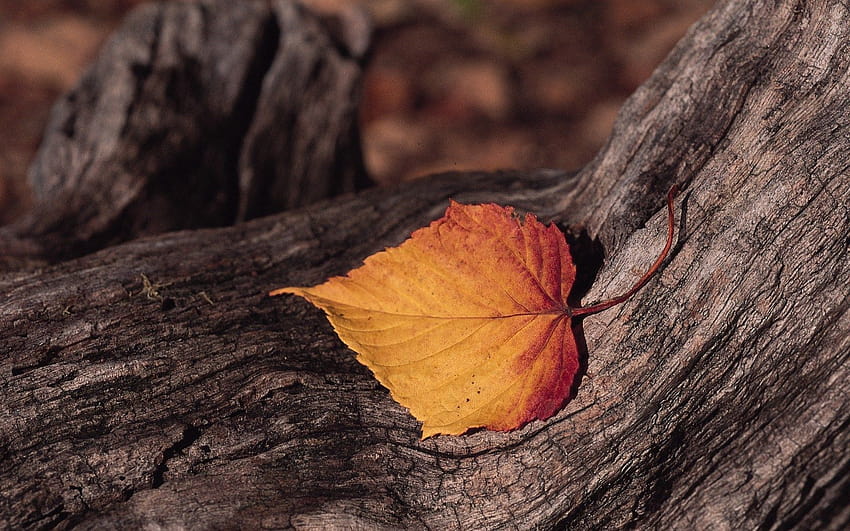 One Autumn Leaf HD Wallpaper Pxfuel