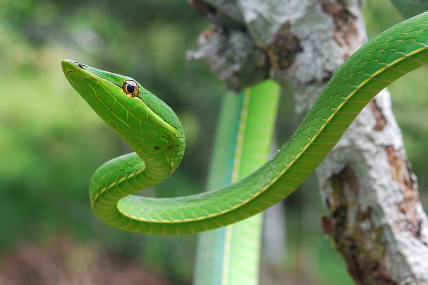 Oxybelis Fulgidus Green Vine Snake Ahaetulla Nasuta HD Wallpaper Pxfuel