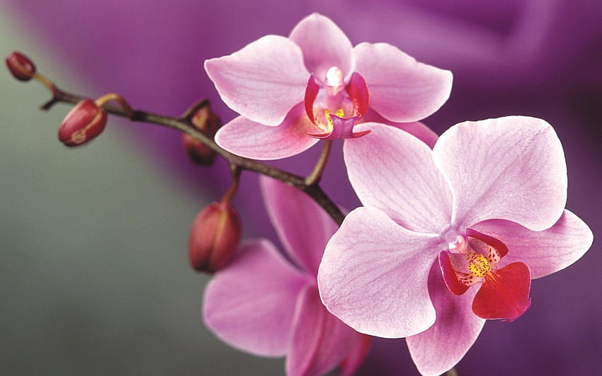 Flowers Orchid Orchidee HD Wallpaper Pxfuel