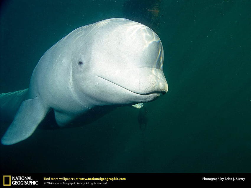 Beluga Whale Hd Wallpaper Pxfuel