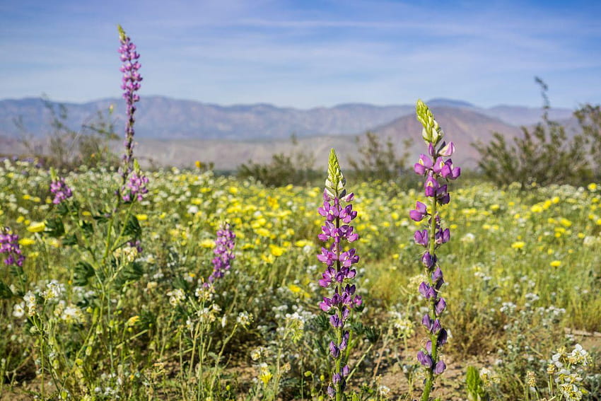 Super Bloom See The Gorgeous Explosion Of Wildflowers Sweeping White