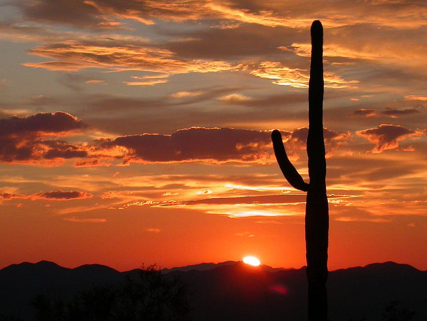 Saguaro National Park Hd Wallpaper Pxfuel