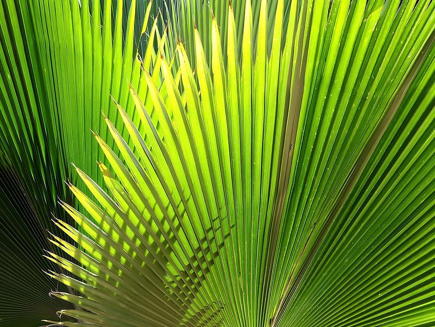 Lovely Palm Leaf Palms Hd Wallpaper Pxfuel