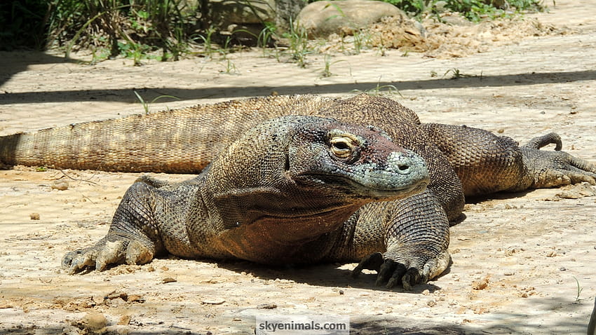 Komodo Dragon And Backgrounds Comodo Dragon Hd Wallpaper Pxfuel