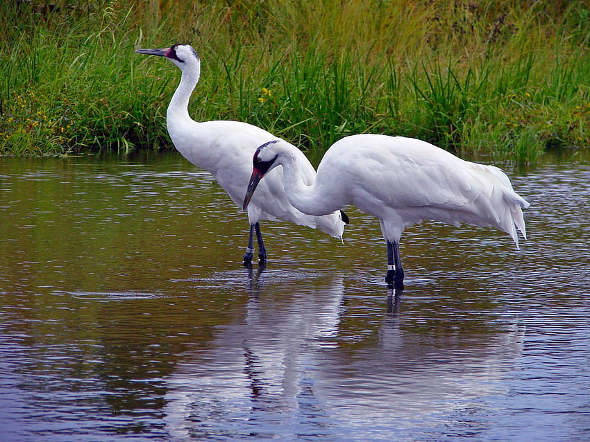 Laura S Birding Blog Pxfuel