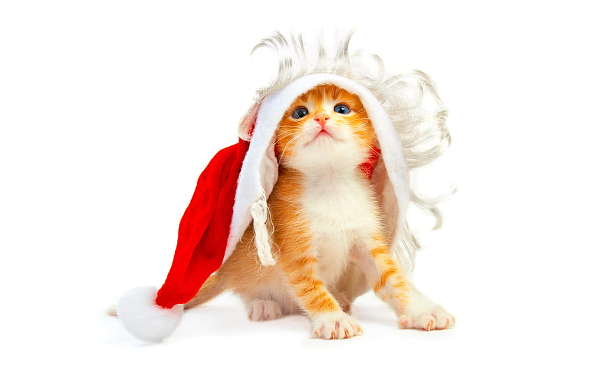 Animals Christmas Cute Yellow Kitten, christmas little kittens HD wallpaper