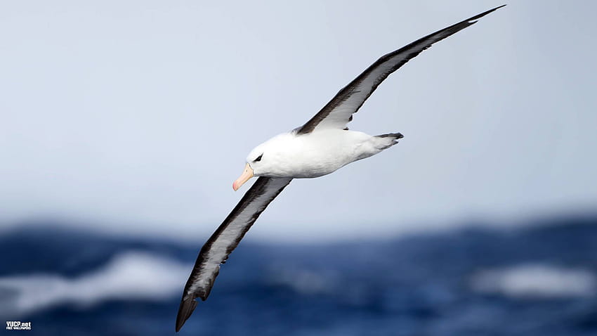 นกอัลบาทรอส นกทะเล นกทะเล นกทะเล วอลล์เปเปอร์ HD