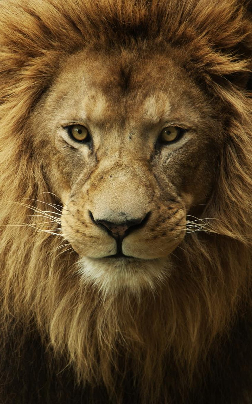 : ライオン, オス, ライオン, 顔, 雄ライオン HD電話の壁紙