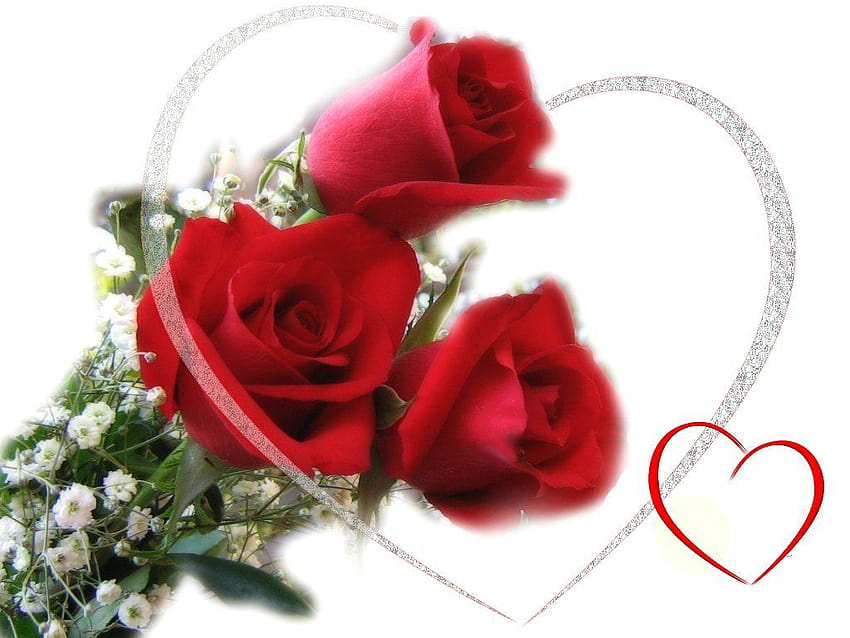 Cinehungama: Rose Love Whatsapp Dp Flower, red dp papel de parede HD